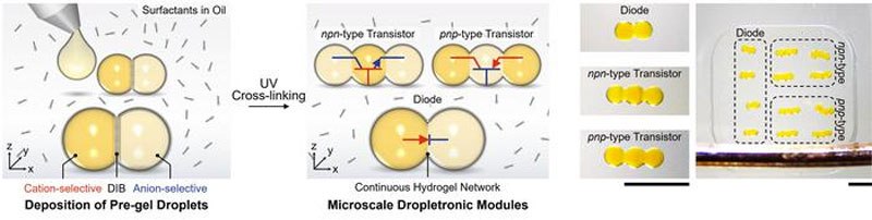 Nova Tecnologia de Circuitos Iônicos para Implantes Humanos