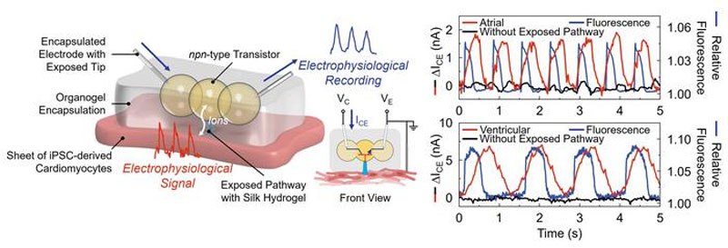 Nova Tecnologia de Circuitos Iônicos para Implantes Humanos